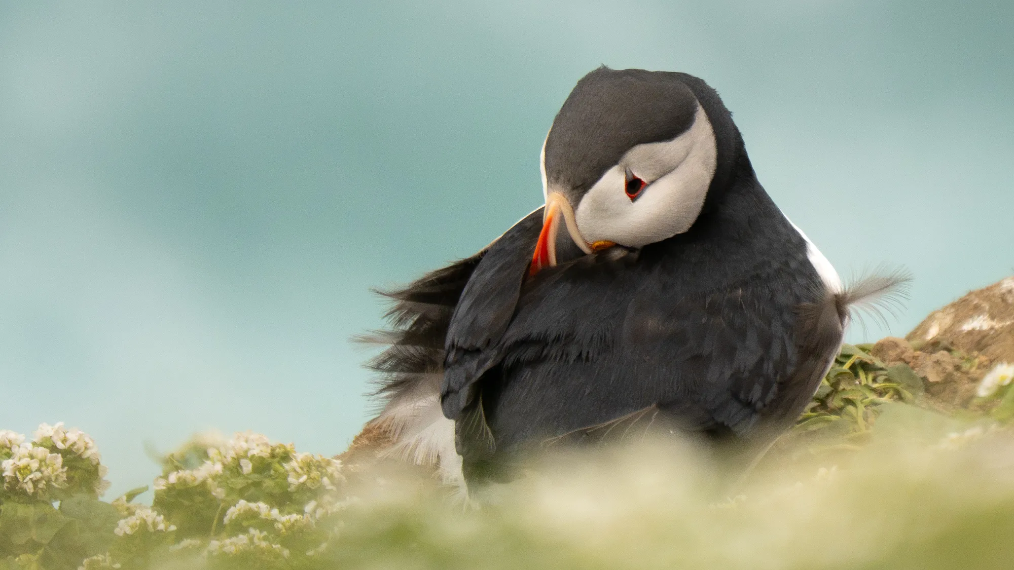 A puffin tucked into its windblown feathers among flowers on Grímsey, with soft turquoise water in the background.