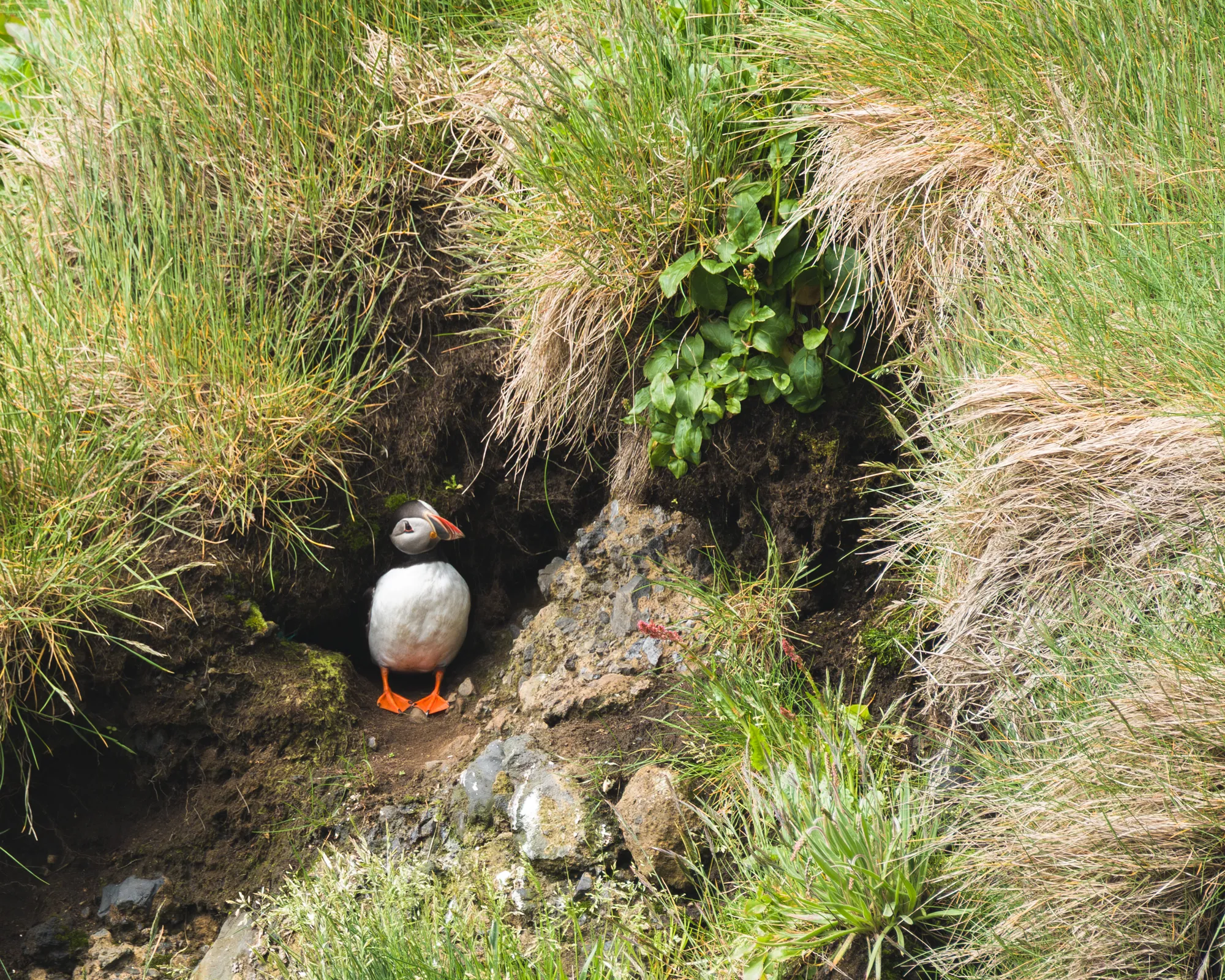 puffin sitting in burrow