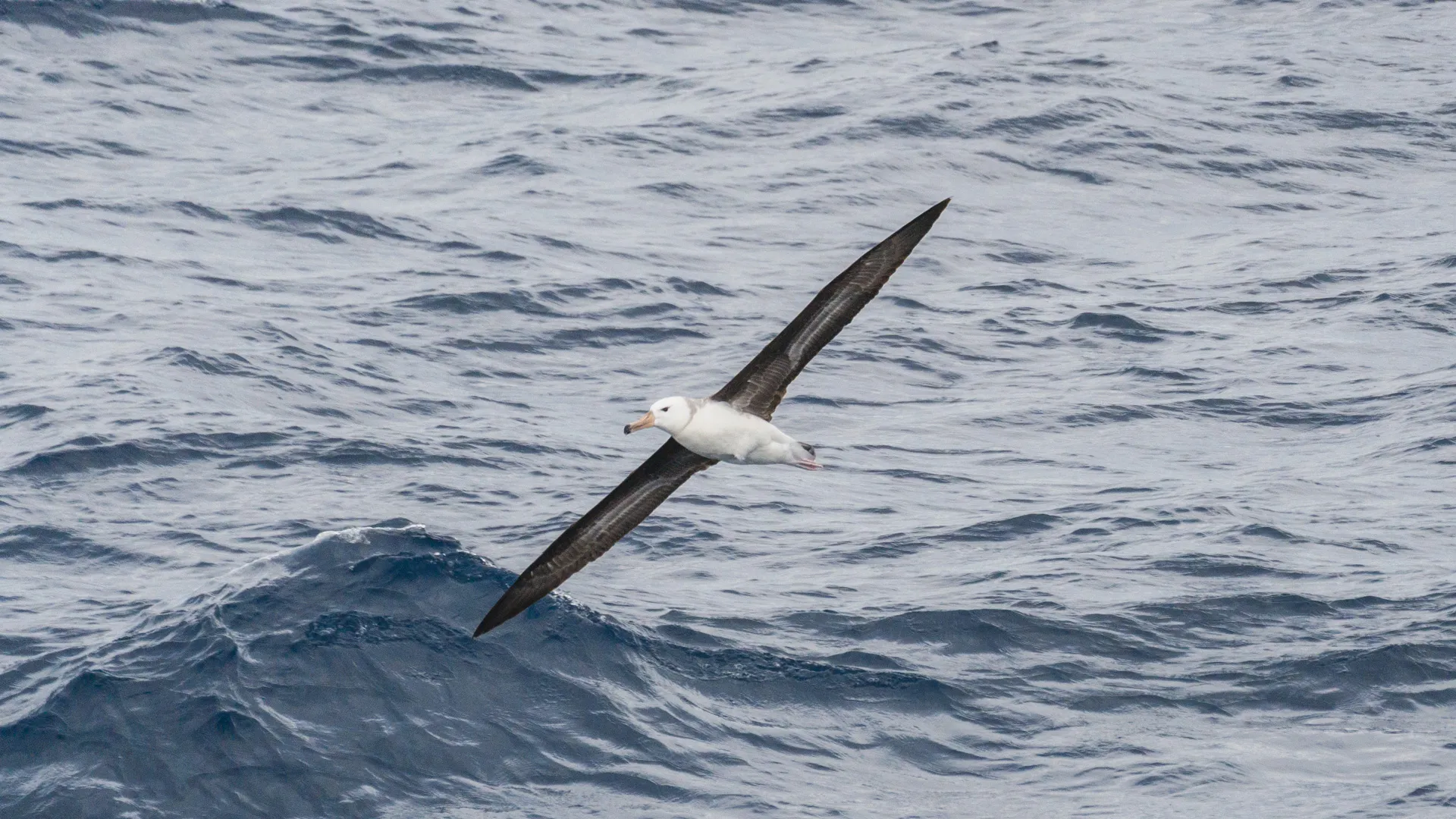 albatross