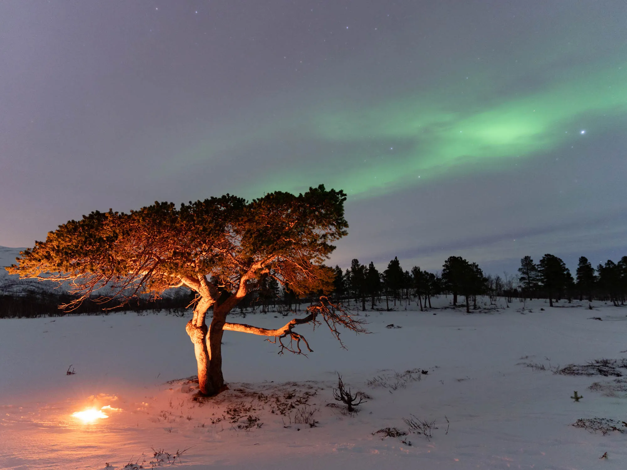 illuminated tree in front of a faint aurora in the sky