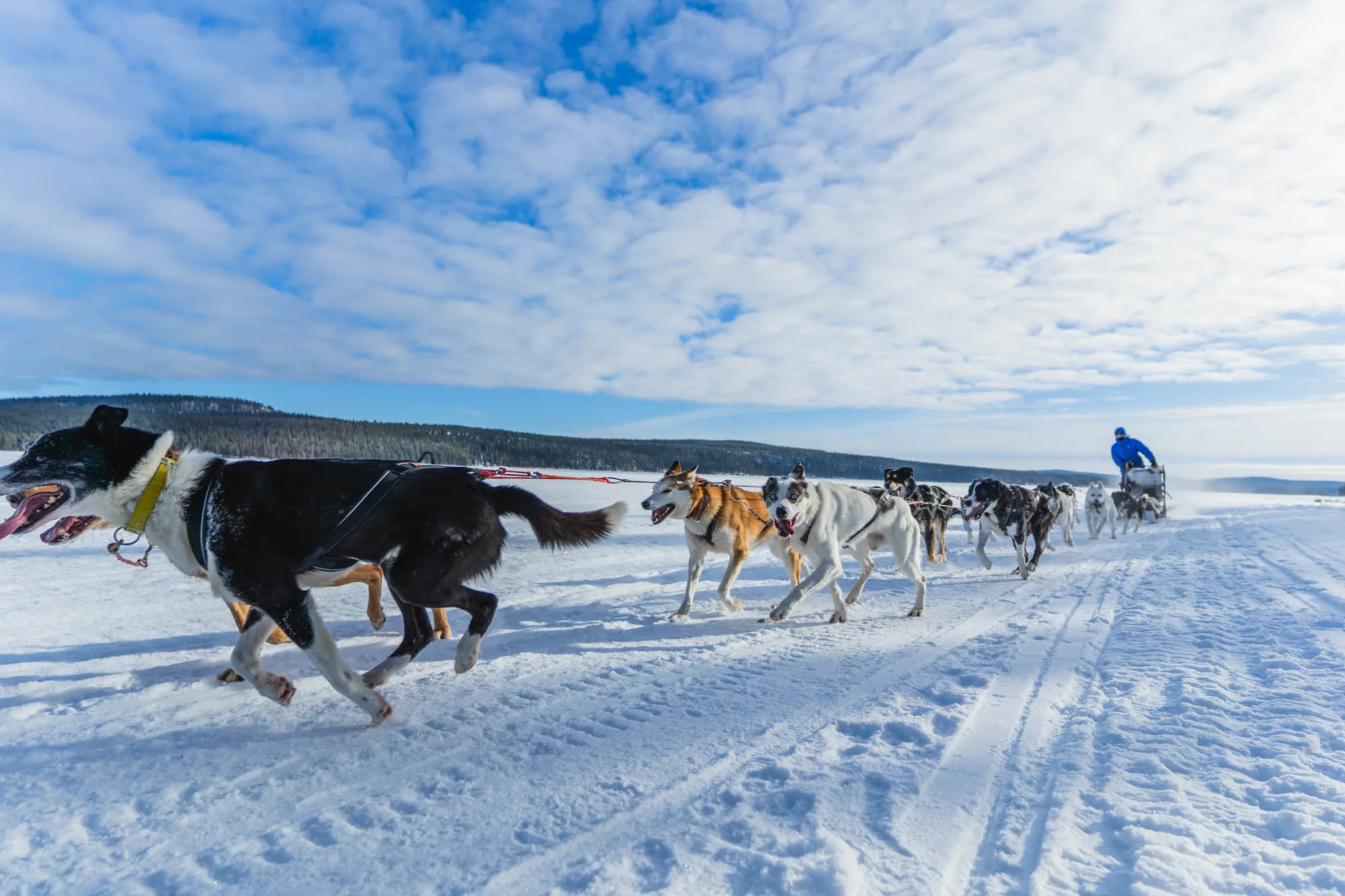running dogs in motion, one of them directly looking at the camera
