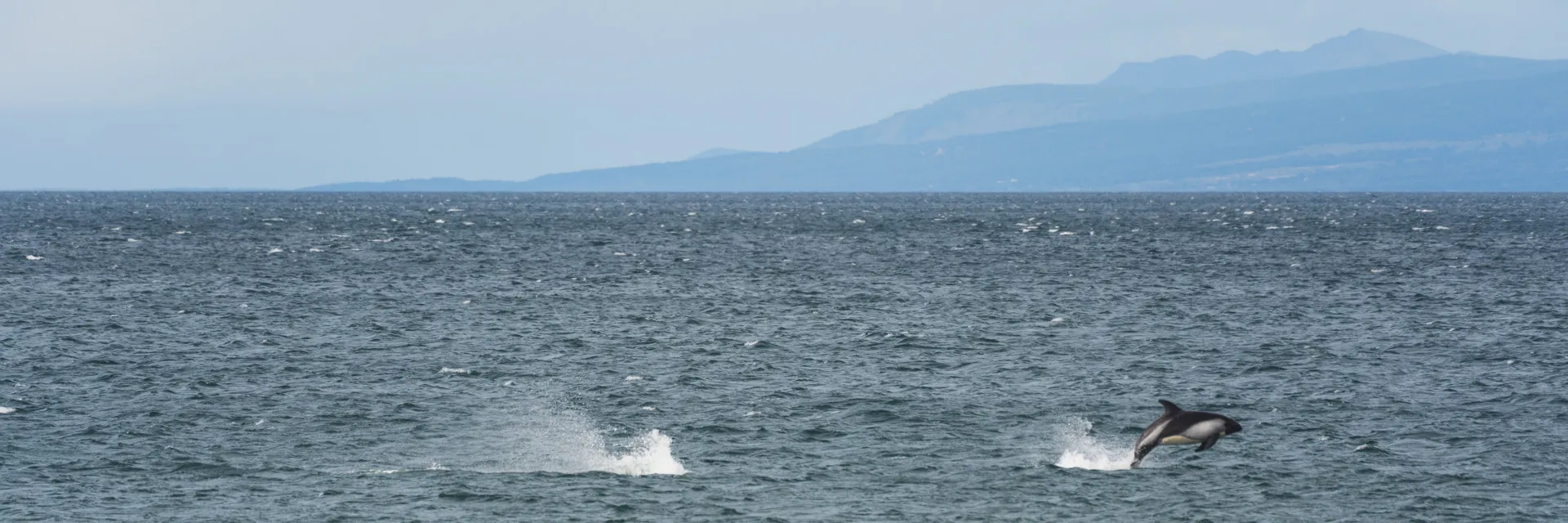 photo of jumping dolphin with a few mountains in the distance