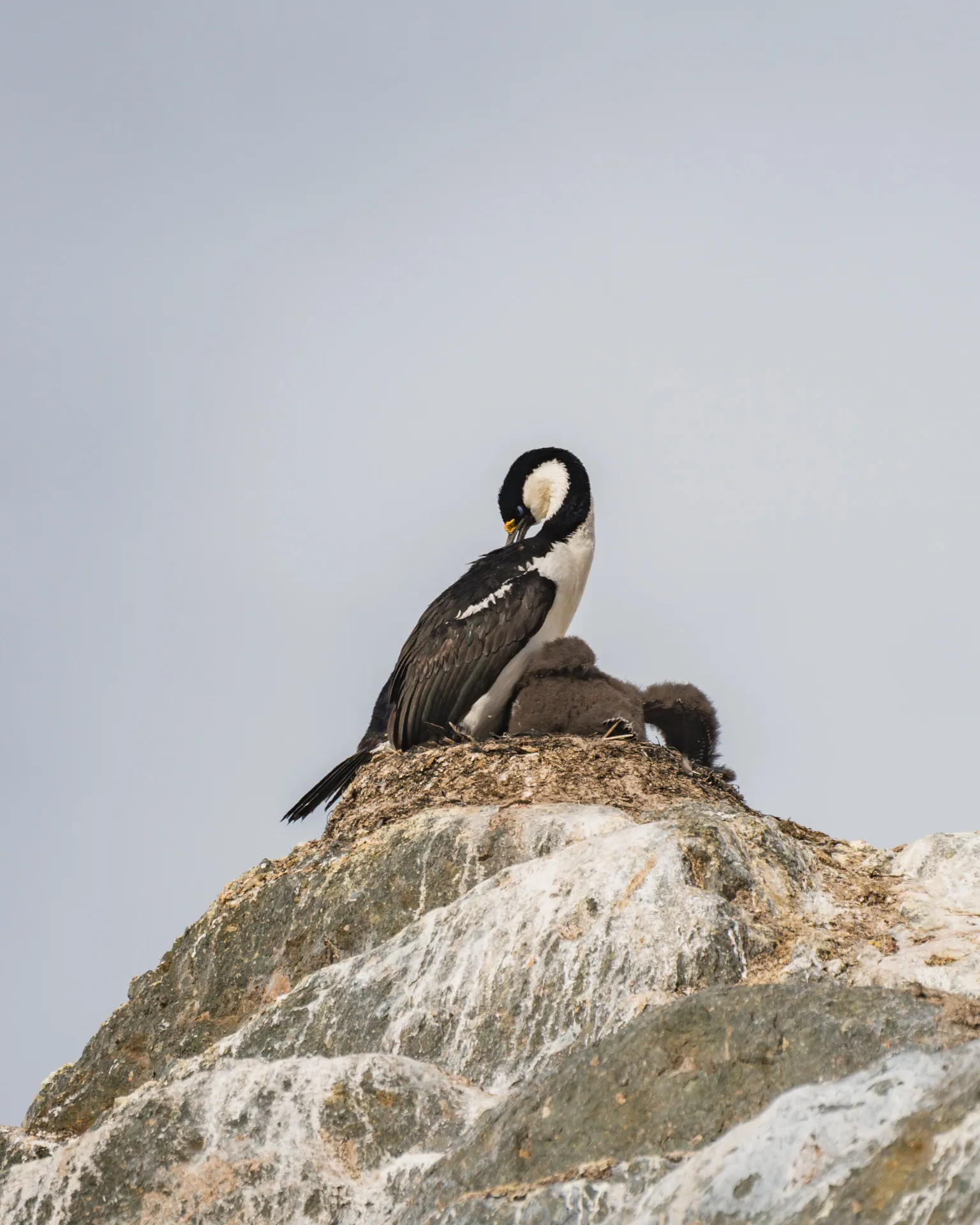 Shag chicks popping out of nest