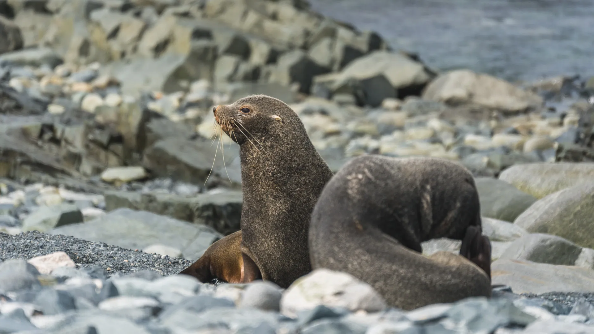 fur-seal-1