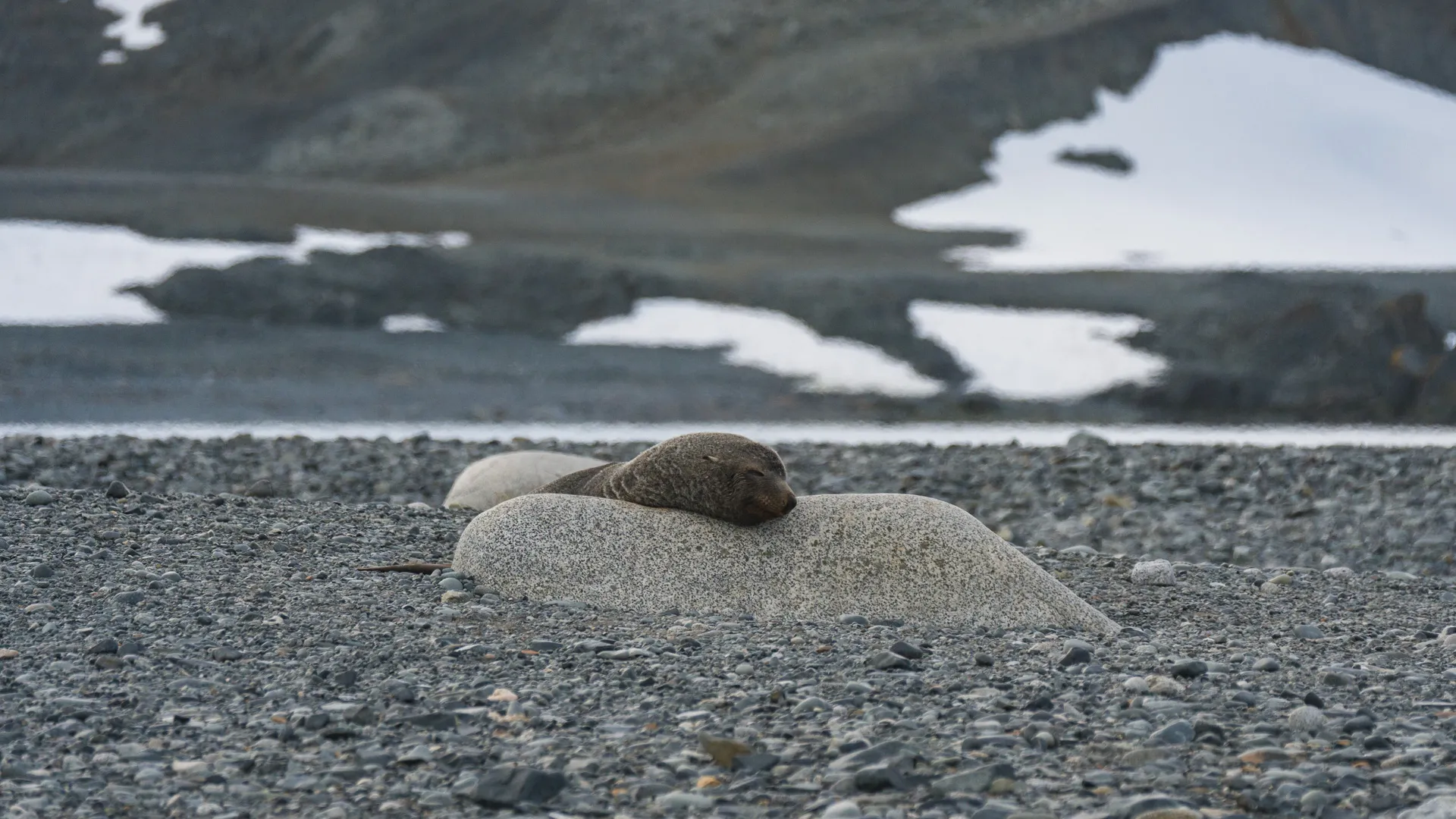 fur-seal-3