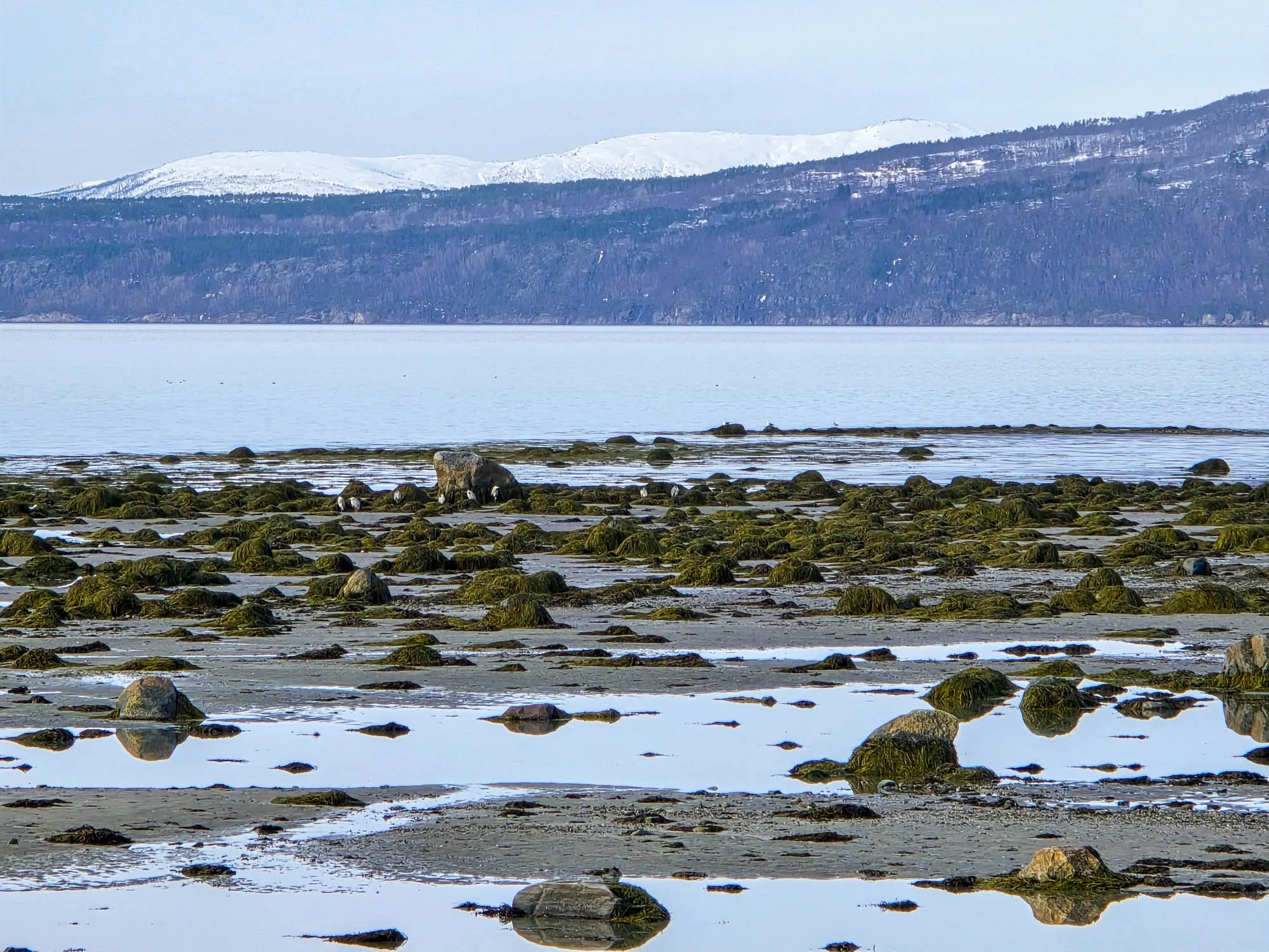 low tide fjord and herons in the distance