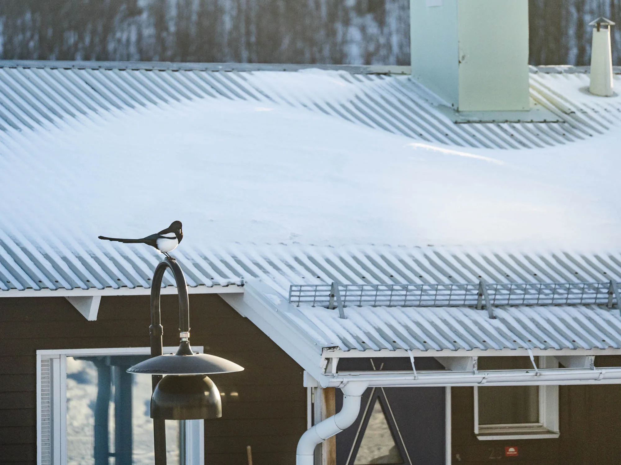 photo of magpie sitting on a lamp in front of a cabin