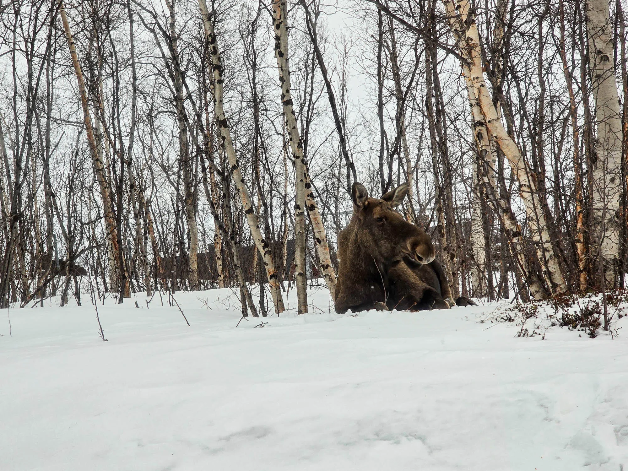 moose sitting at the side of the road