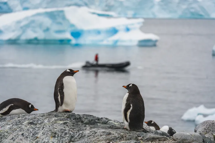 a photo of penguins in front of a zodiac boat and antarctic landscape in the background
