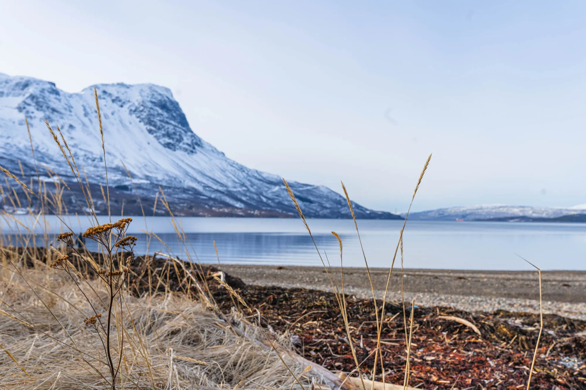 plants in focus with fjord in the background