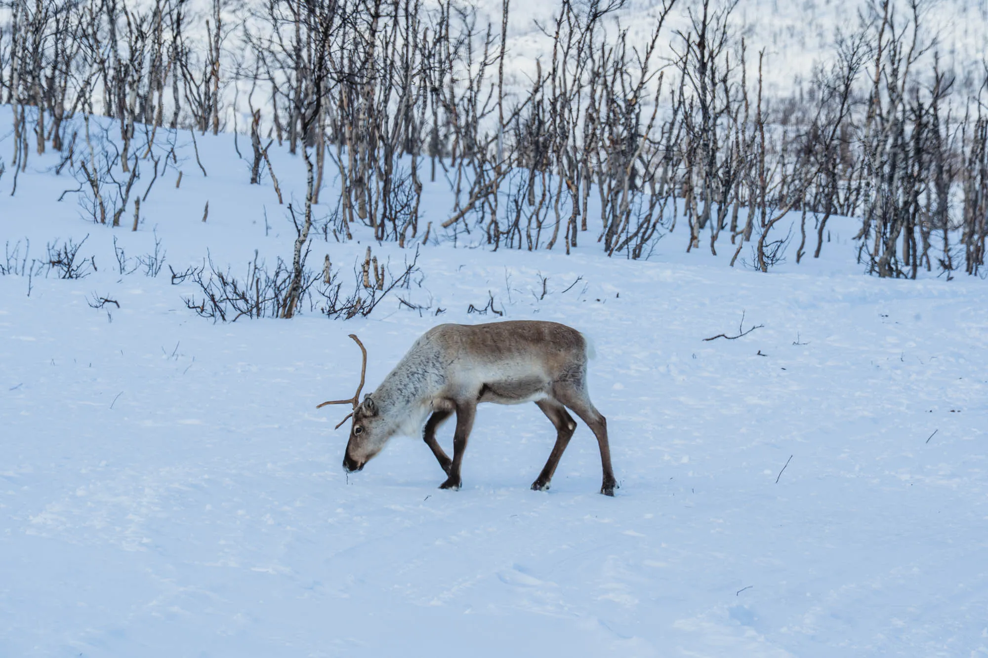 reindeer by the side of the road feeding