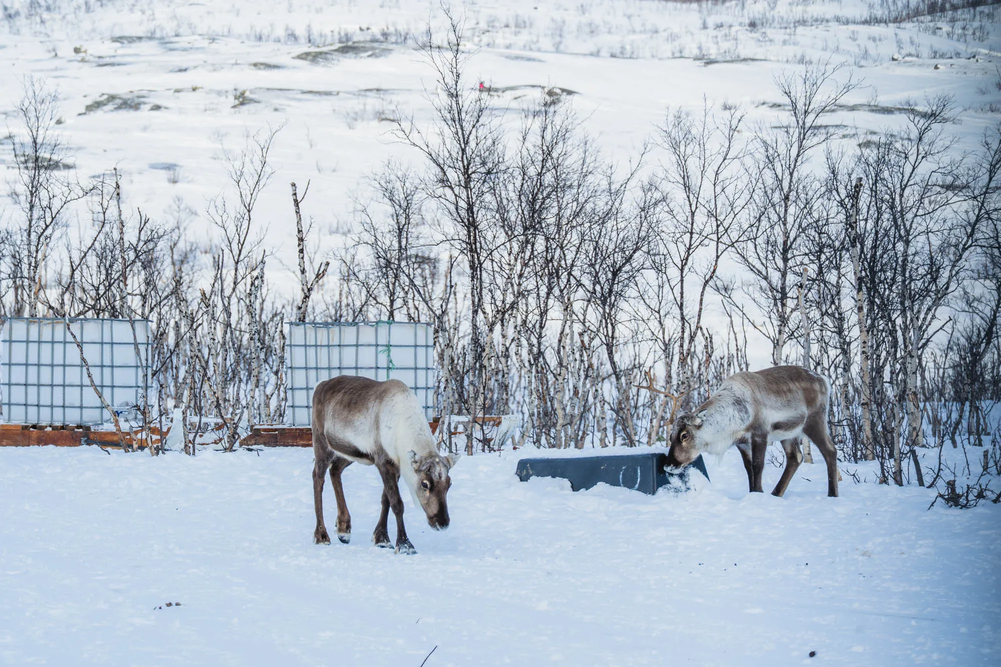 two reindeer feeding