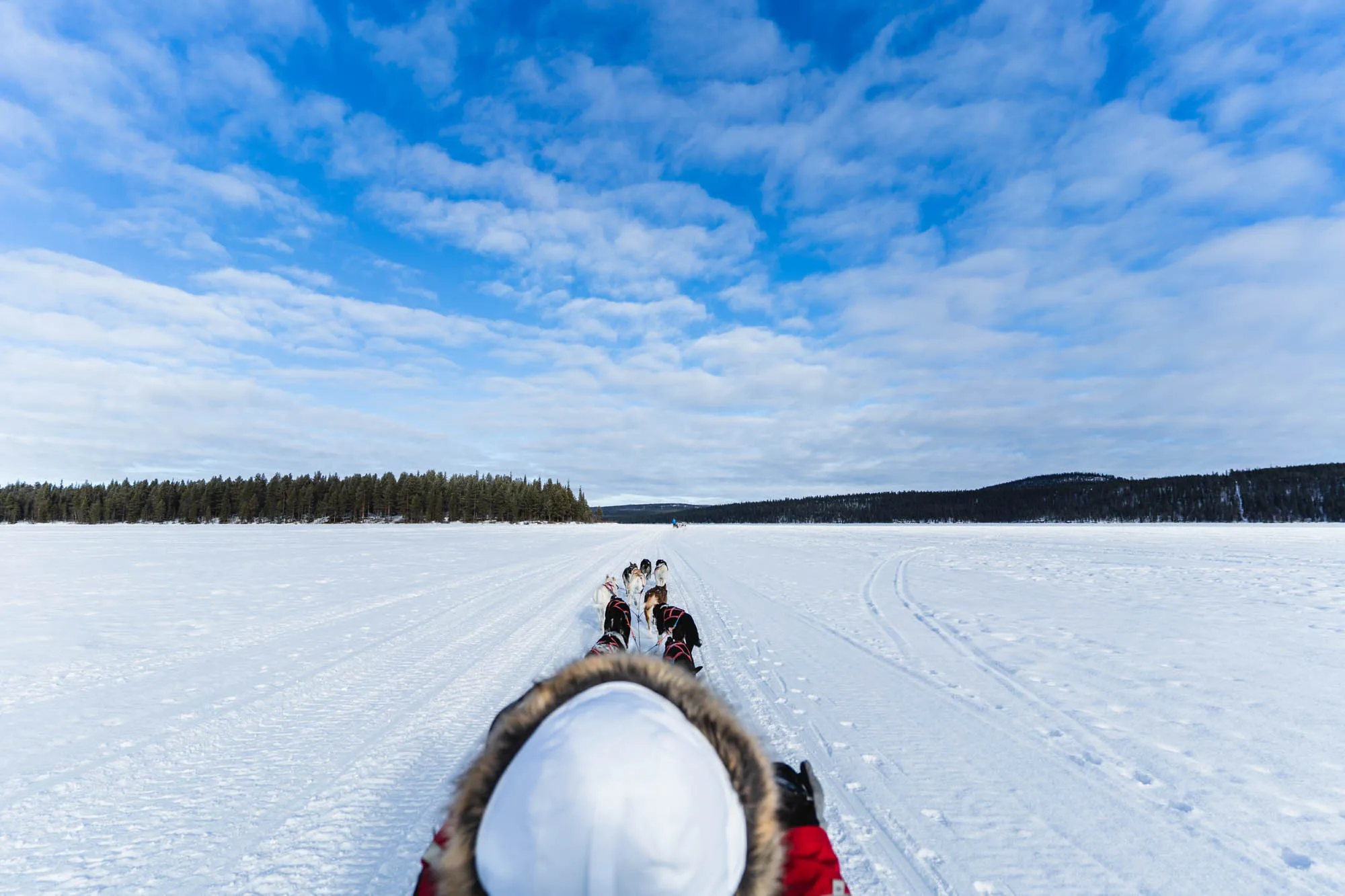 overhead shot of dogs dragging sleigh across frozen river