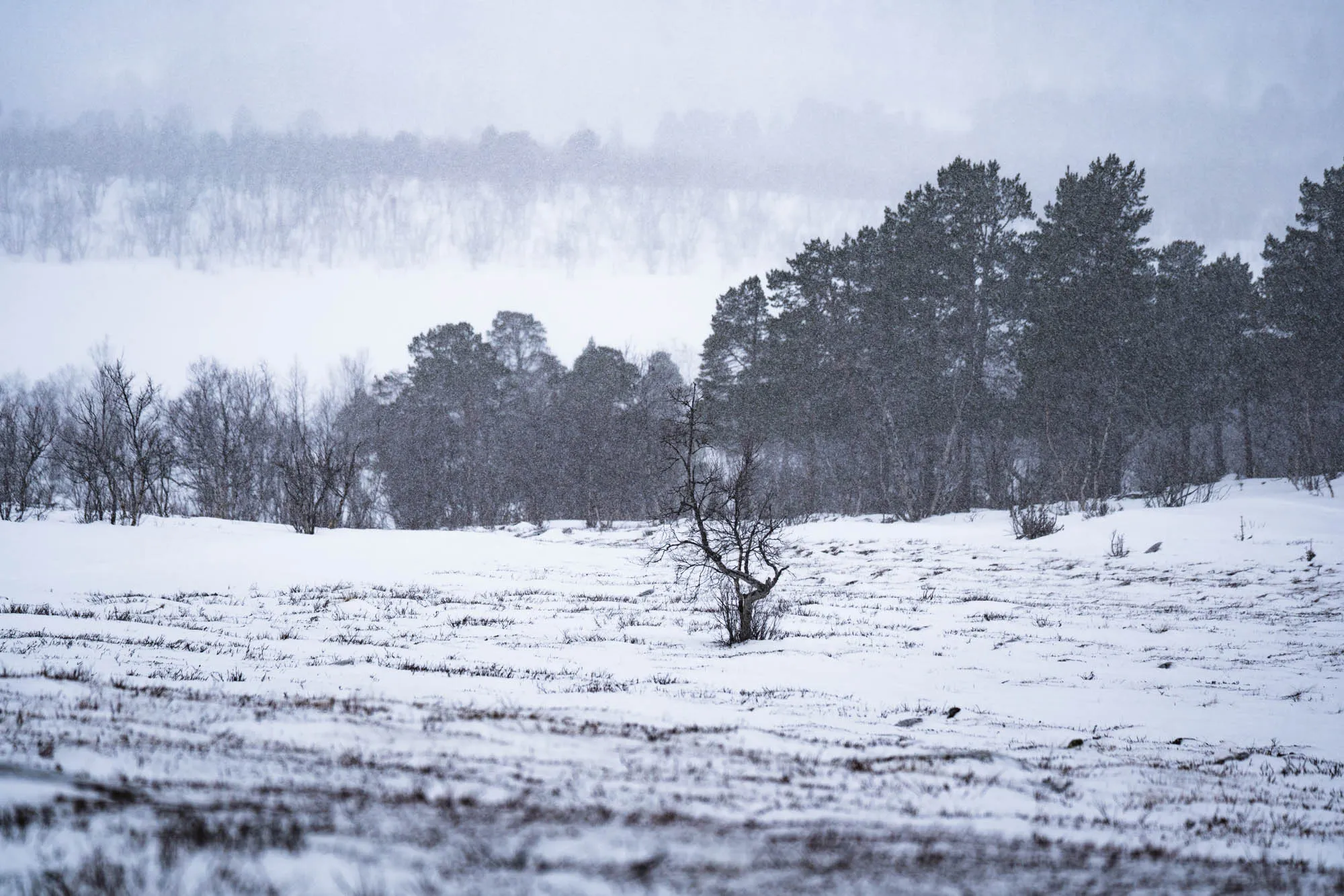 telephoto shot of tree in snowy landscape