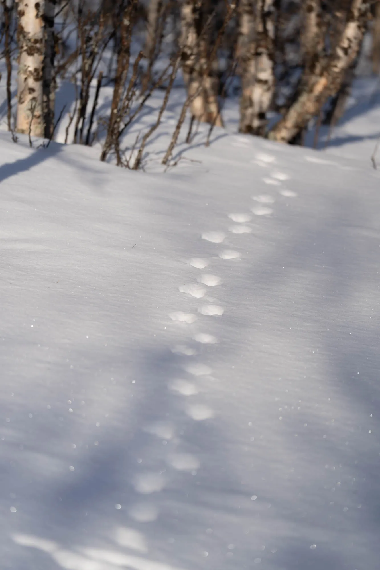 tracks of a hare in the snow