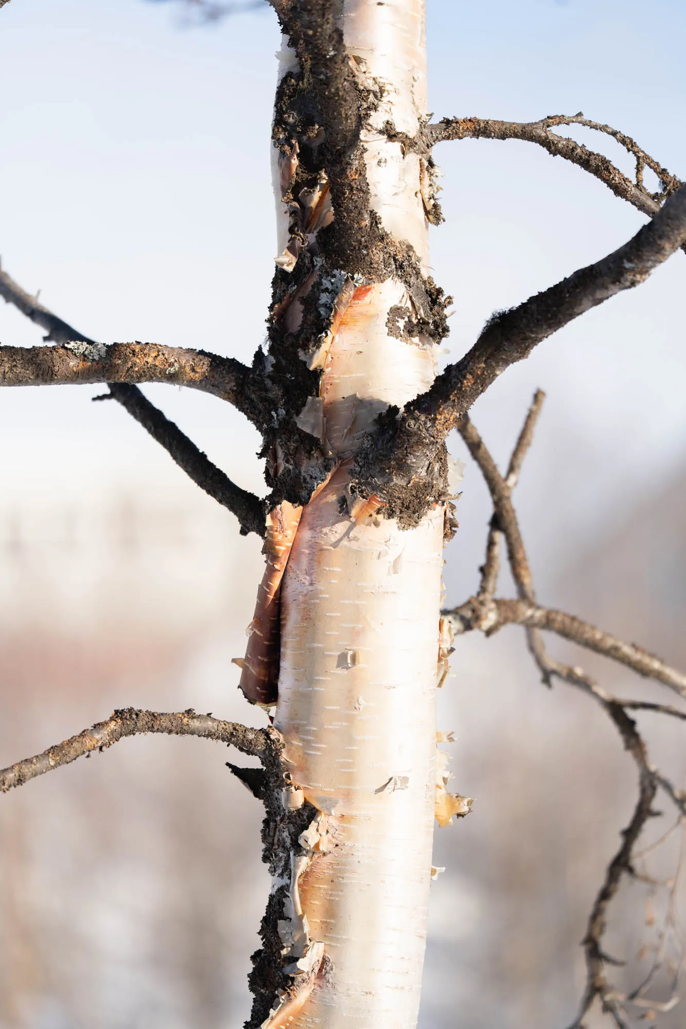 photo closeup of birch tree peeling