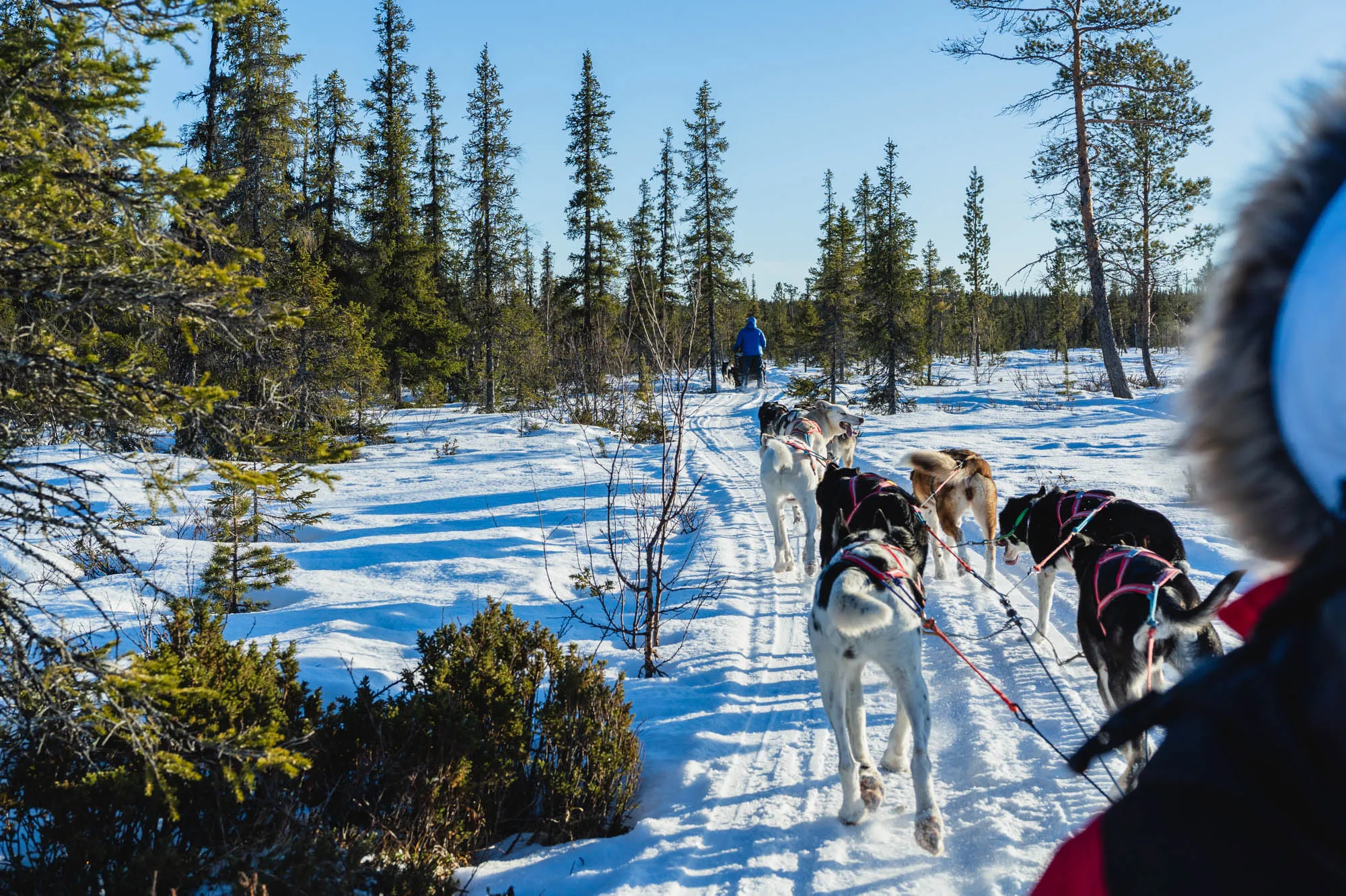 sleigh shot from behind, through some trees